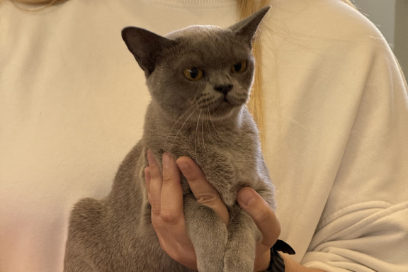 &Mcy;&iecy;&zhcy;&dcy;&ucy;&ncy;&acy;&rcy;&ocy;&dcy;&ncy;&acy;&yacy; &vcy;&ycy;&scy;&tcy;&acy;&vcy;&kcy;&acy; &kcy;&ocy;&shcy;&iecy;&kcy;