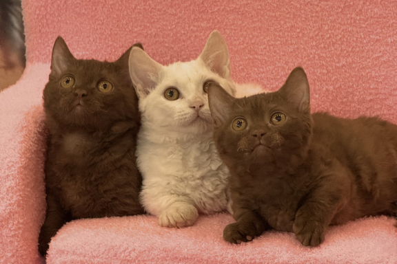 &Mcy;&iecy;&zhcy;&dcy;&ucy;&ncy;&acy;&rcy;&ocy;&dcy;&ncy;&acy;&yacy; &vcy;&ycy;&scy;&tcy;&acy;&vcy;&kcy;&acy; &kcy;&ocy;&shcy;&iecy;&kcy;