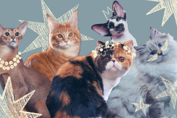 &Mcy;&iecy;&zhcy;&dcy;&ucy;&ncy;&acy;&rcy;&ocy;&dcy;&ncy;&acy;&yacy; &vcy;&ycy;&scy;&tcy;&acy;&vcy;&kcy;&acy; &kcy;&ocy;&shcy;&iecy;&kcy;